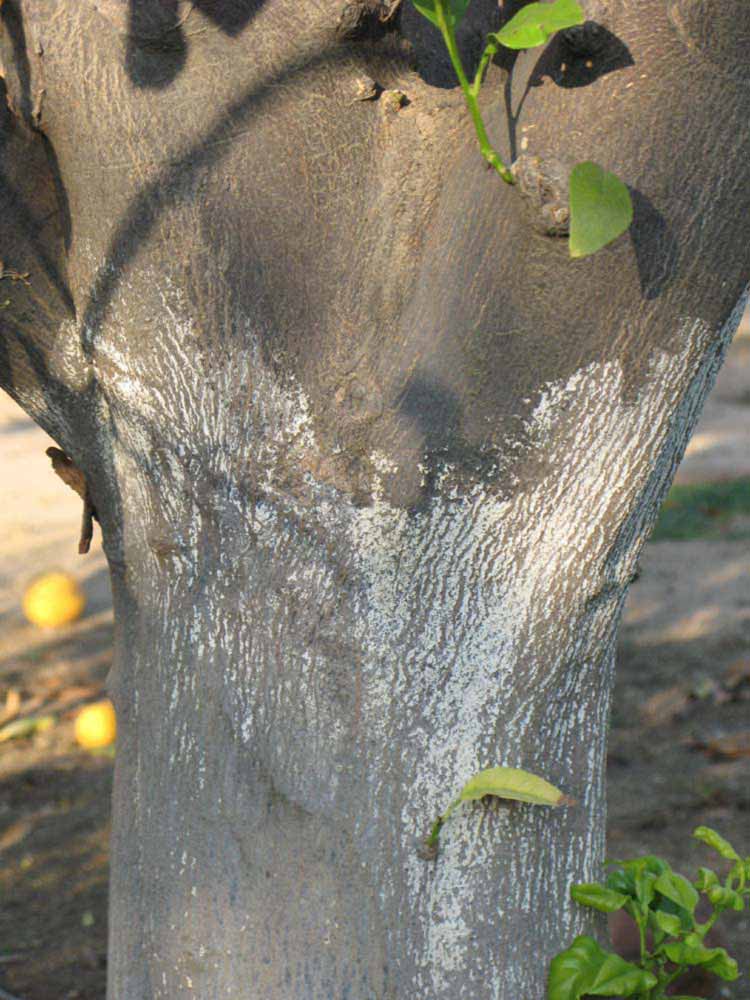              Bark (Riverside, CA)       
